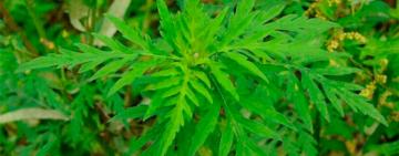 ЯК АРЦИЗ ПРОВОДИТЬ БОРОТЬБУ З АМБРОЗІЄЮ 