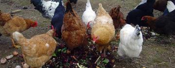 Куриная эпидемия разразилась в бывшем Тарутинском районе