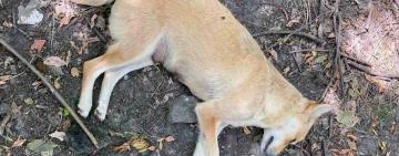 В АРЦИЗЕ СНОВА ТРАВЯТ СОБАК...