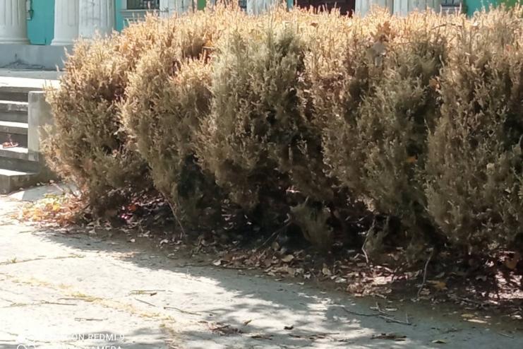В Болграде пытаются спасти деревья и кустарники от американского вредителя