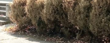 В Болграде пытаются спасти деревья и кустарники от американского вредителя