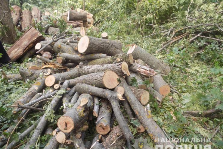 На Одещині викрили п'ятьох "чорних" лісорубів 