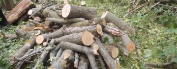 На Одещині викрили п'ятьох "чорних" лісорубів 