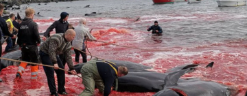 На Фарерських островах вбили до 1500 дельфінів: найбільша кількість за історію спостережень