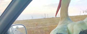 Необычайные приключения Робинзона: аист с «Тузловских лиманов» посетил «Монако» 