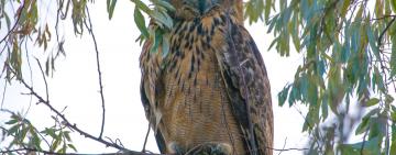 В дельте Дуная экологи выпустили шесть филинов