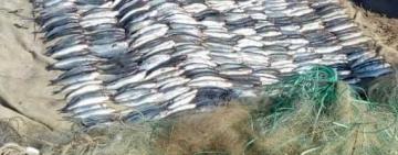 В Одеській області затримали браконьєрів, який наловили риби на 1,7 млн грн