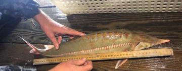 Жителей Килии разоблачили в браконьерском лове краснокнижной рыбы в Дунае