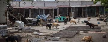 Хищение средств во время строительства приюта для бездомных животных: директор строительной компании и чиновница горсовета присвоили почти 700 тысяч гривен 