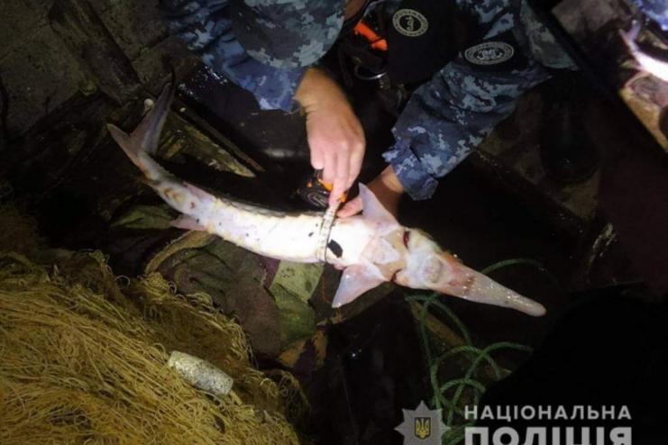 До трьох років за чотирьох риб: в Одеській області зловили браконьєрів