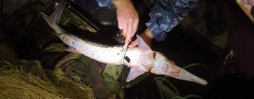 До трьох років за чотирьох риб: в Одеській області зловили браконьєрів