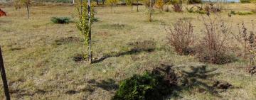 В Измаильском сквере на побережье Дуная неизвестные выкопали укоренившиеся растения