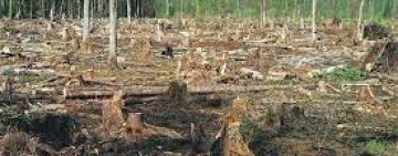 В Килийской громаде экипаж полиции спугнул черных лесорубов (видео)