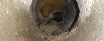 Застряли в бетонній трубі: рятувальники Вилкове врятували цуценят