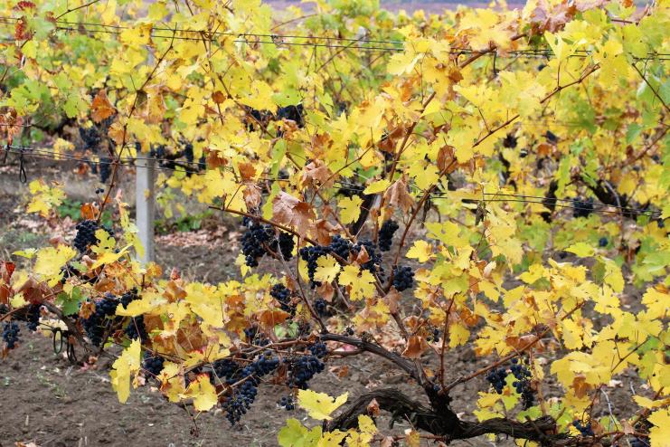 В сельхозпредприятиях Тарутинской и Бородинской громад остро стоит вопрос о выкорчевывании виноградников