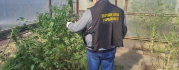 "Родинний бізнес з щомісячним обротом 200 000гривень": на Одещині батько й син підозрюються у наркозлочинах