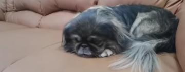 У Рівному розумний пекінес сам звернувся до поліції, аби розшукати свою власницю