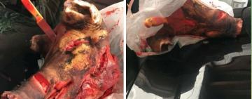 Жителям Одесской области в дом подкинули свинью с ножом в голове