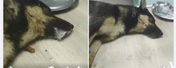 Живодёр из Одесской области отравил собаку на глазах у детей