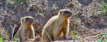 На півдні Одеської області відновлюють популяцію рідкісних тварин (ВІДЕО)