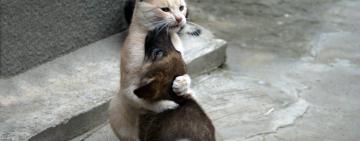 В Украине начал действовать новый закон о защите животных