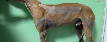 В Арцизской громаде собаку обстреляли из охотничьего ружья  - зоозащитники