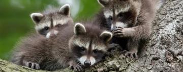 Названы победитель и финалисты премии за лучшие комичные фото дикой природы, и эти кадры заставят посмеяться