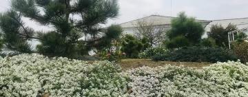 В Килии появится сосновый бор (фото)