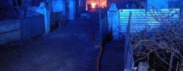 На Одещині 180 тварин загинули під час пожежі у господарчій будівлі