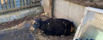 Хозяин сгоревшей овцефермы рассказал подробности: выживших овец придётся зарезать