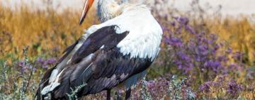 Робинзон «улетел»…: погиб знаменитый аист с «Тузловских лиманов»