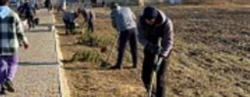 Близько 400 саджанців висадили в селі Садове Теплицької громади 