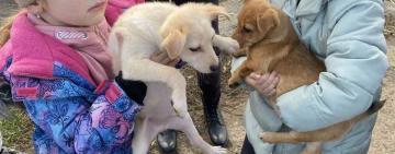 Одесские первоклассники передали приюту для бездомных животных почти 200 кг корма