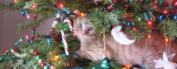 Праздники в декабре 2021 года в Украине