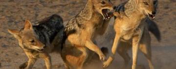 В Килийской громаде зафиксирована вспышка бешенства шакалов: установлен карантин