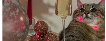 Модный дом Valentino купил рекламу у кота Степана из Харькова