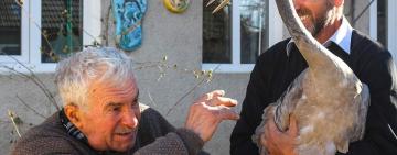 Из нацпарка в зоопарк: история спасения раненого журавля по имени Самсон