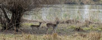 В Килийской громаде браконьеры убили лань: подозреваемых задержали