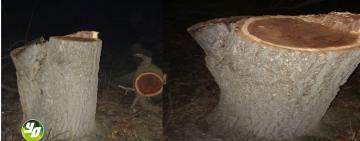 Спасение Арциза от 