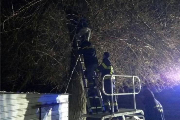 Спасатели сняли девушку с дерева
