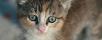 В Харьковской области девятиклассница 