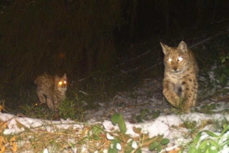 У Карпатах фотопастки зафіксували рідкісного звіра з дитинчатами