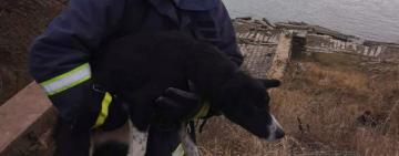 НЕРАВНОДУШНЫЕ: в Рени спасатели вытащили пса, упавшего в яму