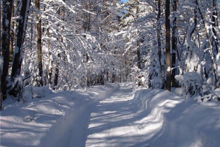 На Украину надвигается мощный снегопад: синоптики назвали точную дату зимней сказки