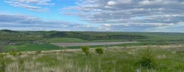 В Одесской области за порубку 343-х деревьев будут судить лесничего (фото)