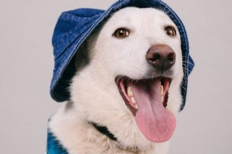 В Одессе бездомным собакам устроили модную фотосессию (фото)