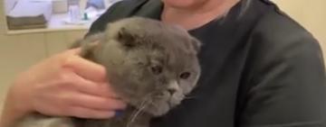 У Дніпрі кіт вижив після півгодинного прання у пральній машині