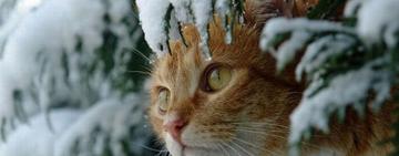 Сильный ветер и мороз: жителей области предупреждают о I (желтом) уровне опасности