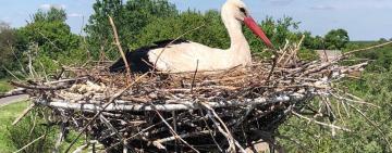 ДТЭК Сети помог сохранить более 1 650 птиц за прошлый год