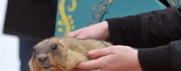 День сурка: Тимка предсказал украинцам погоду на весну (ВИДЕО)